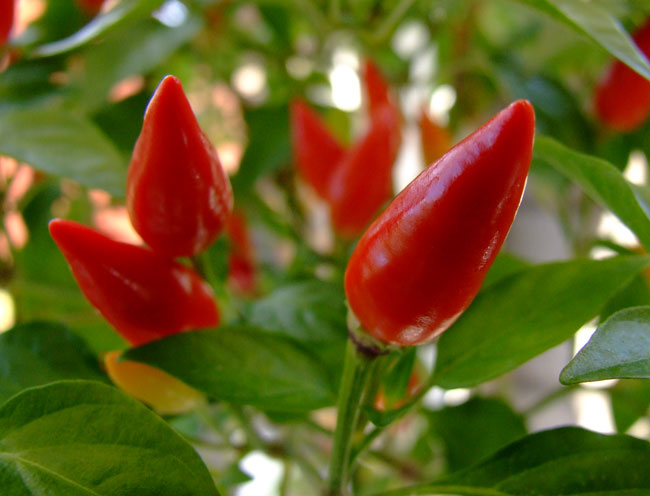 Ripe Bolivian Rainbow chillies