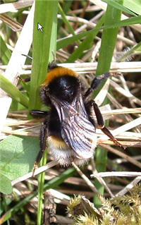 bee