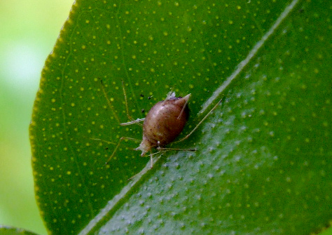 Parasitised aphid