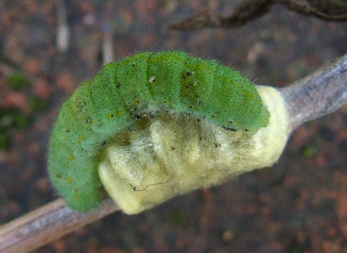 Caterpillar parasitised by Apanteles glomeratus