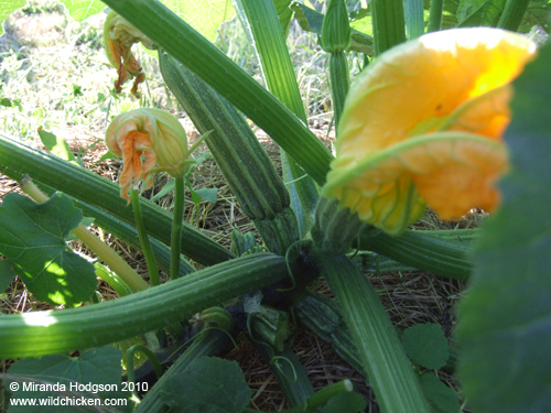 Courgette flowers