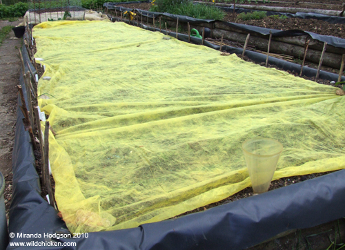 Fleece protecting a seed bed