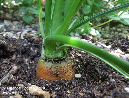 Carrot in July