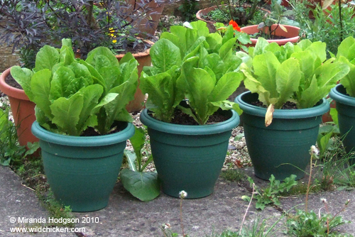 Romaine lettuces in pots