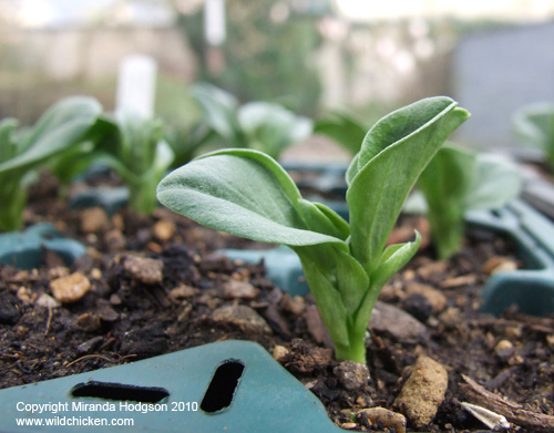 Martock bean