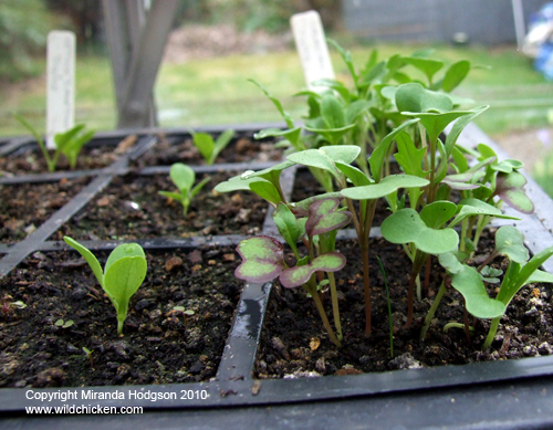 Salad seedlings