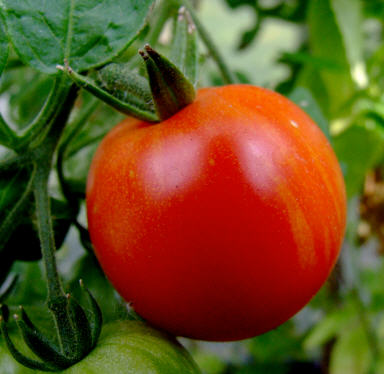 Ripe Tigerella tomato