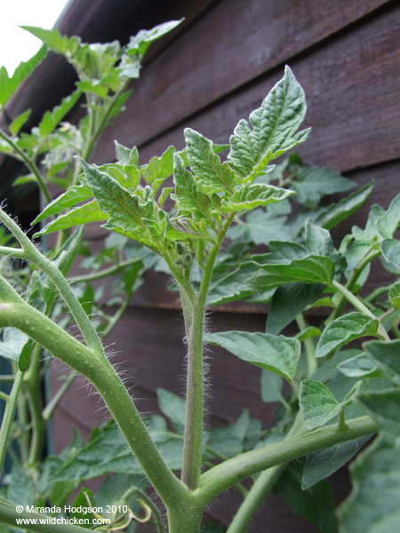 Tomato sucker