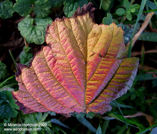 Autumn leaf