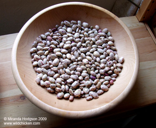 Borlotti beans