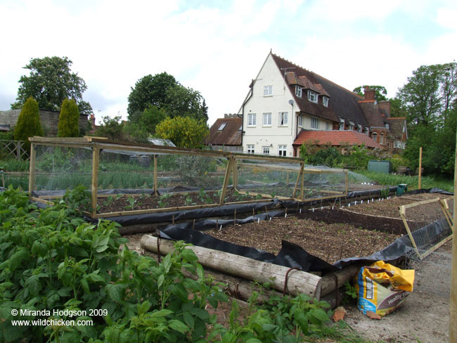 Brassica cages