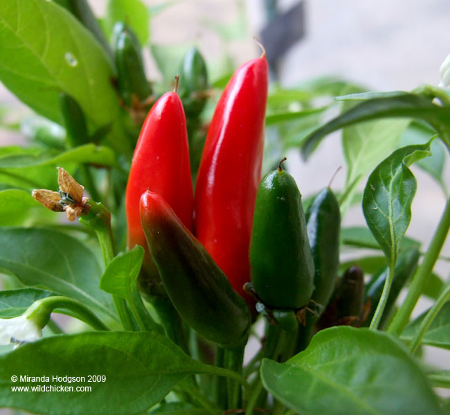 Chilli 'Etna'