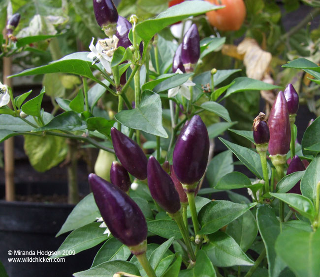 Chillies in the greenhouse
