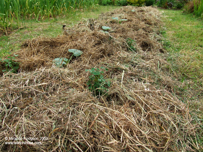 Courgette and Oca bed