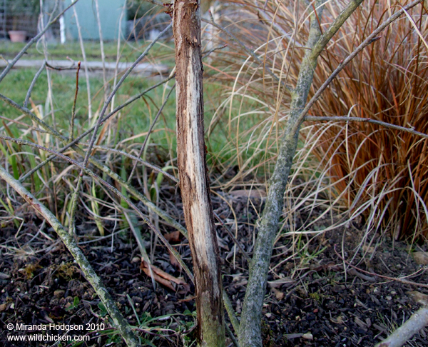 Shrub damaged by deer