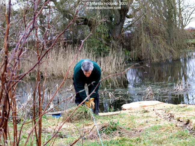 Measuring new raspberry bed