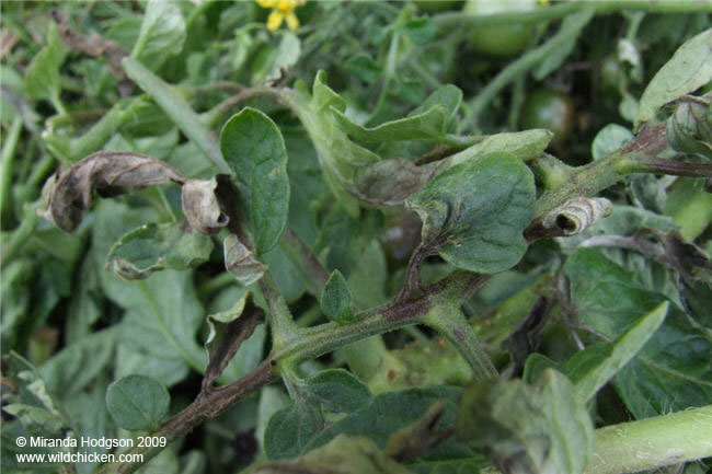 Blight on tomato leaves