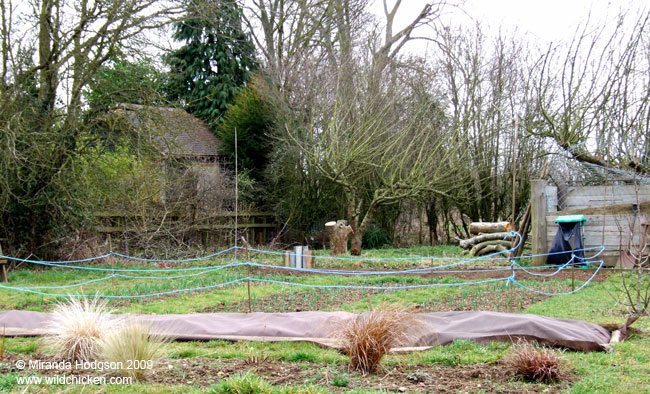 Lopped apple tree