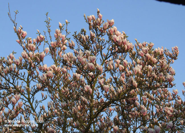 Flowering magnolia tree