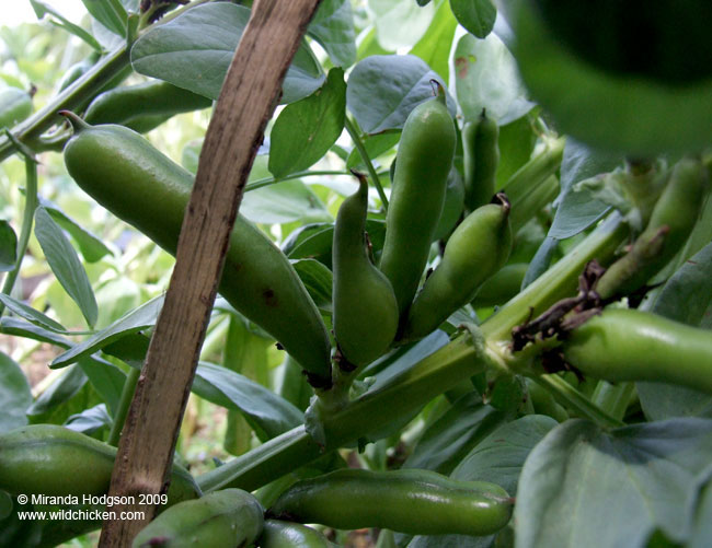 Martock broad beans