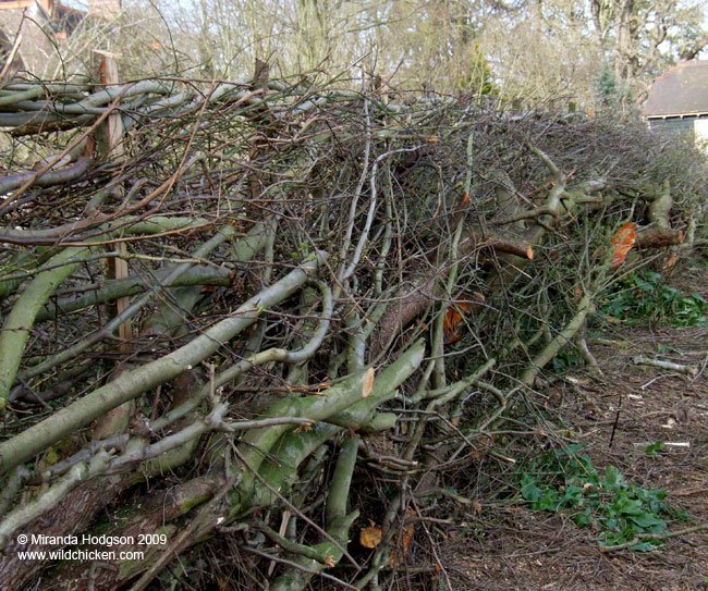 Newly laid hedge