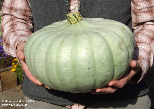 Crown Prince squash