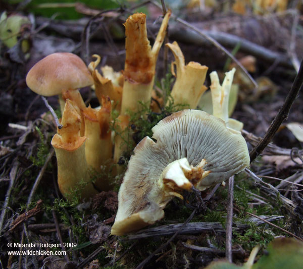 Sulphur tuft fungi