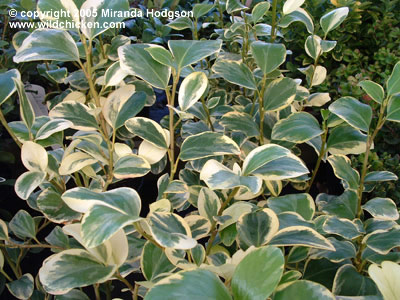 Griselinia littoralis Variegata