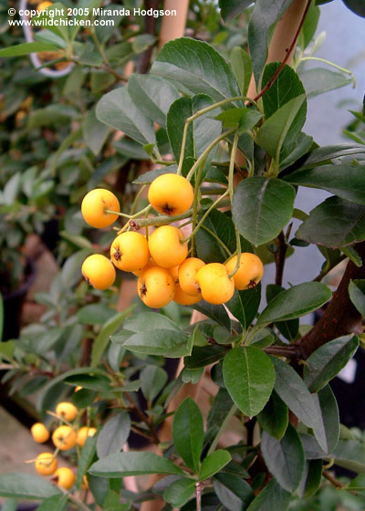 Pyracantha Soleil dOr