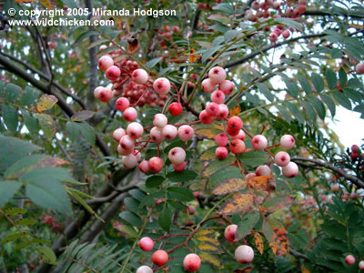 Sorbus vilmorinii