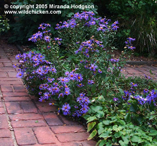 Aster amellus 'Blue King'