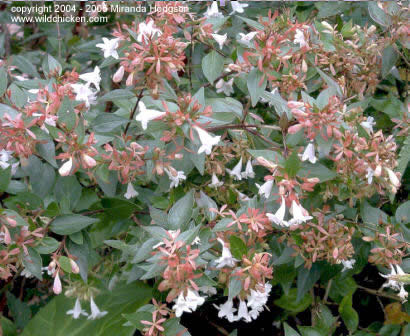 Abelia x grandiflora