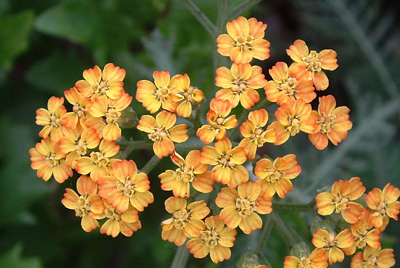 Colours of new Achillea flowers