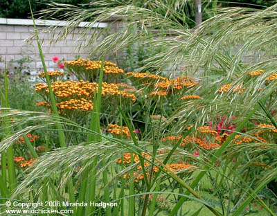 Achillea Walther Funcke with ornamental grass