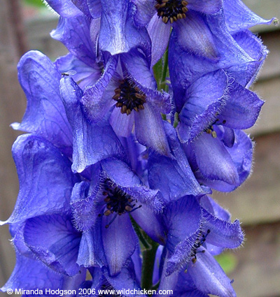 Aconite