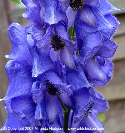 Aconitum napellus