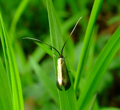 Adela reaumurella