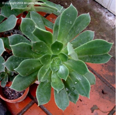 Aeonium arboreum from above