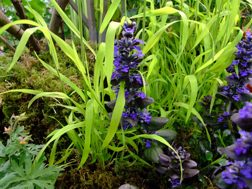 Ajuga reptans Catlins Giant and Milium effusum Aureum