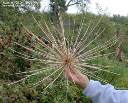 Allium schubertii - seed head