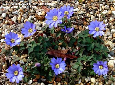 Anemone blanda