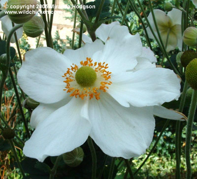 Anemone_x_hybrida_Honorine_Jobert