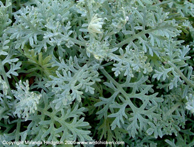 Anthemis punctata subsp. cupaniana foliage