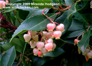 Arbutus unedo - flowers