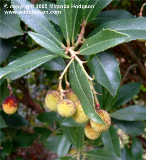 Arbutus unedo