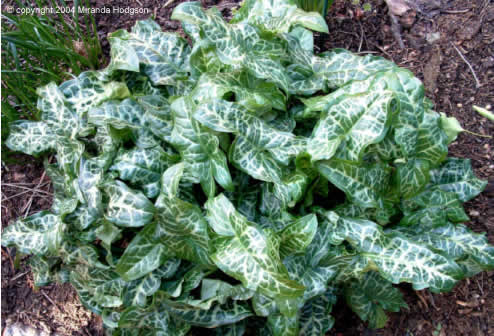 Arum italicum Pictum foliage