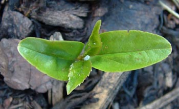 Ash seedling