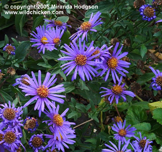 Aster amellus 'Blue King' - flowers