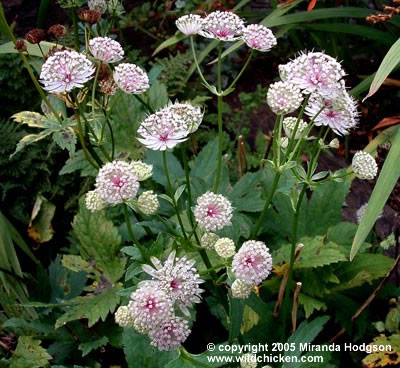 Astrantia major