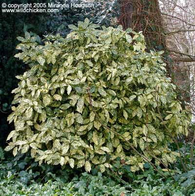 aucuba_japonica_crotonifolia.jpg